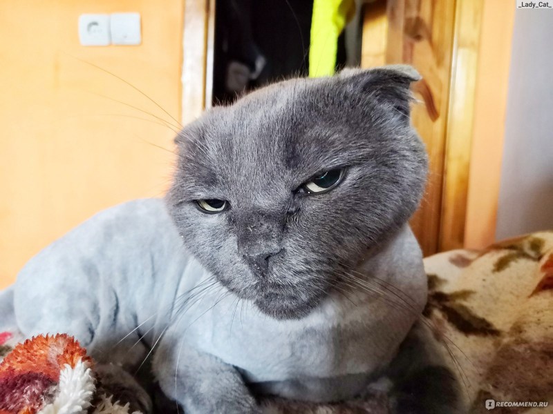 Бритые британцы