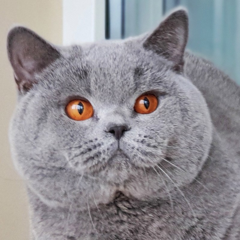 Стрижка персидских кошек