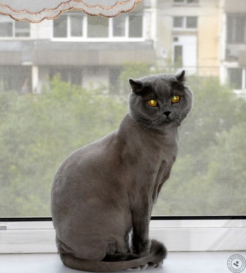 Туманный Альбион британцы кот