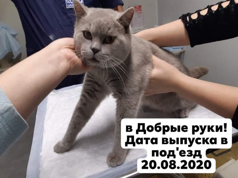 Побритый кот