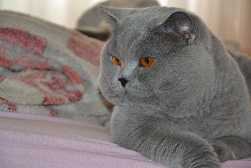 Лиловый британец кот