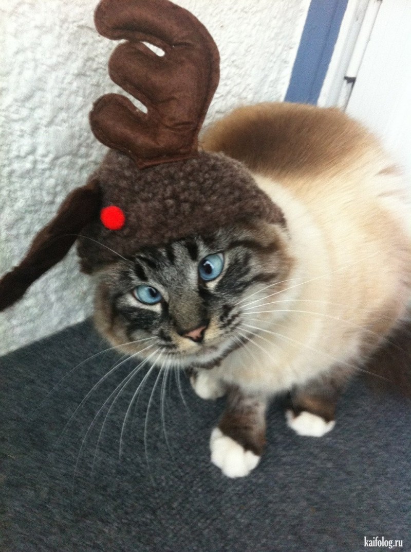 Косой кот