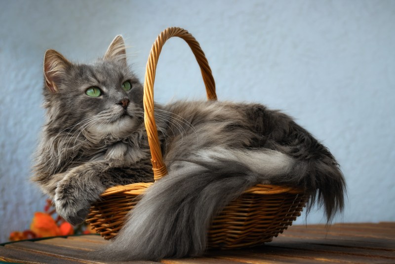 Корзина для кошек