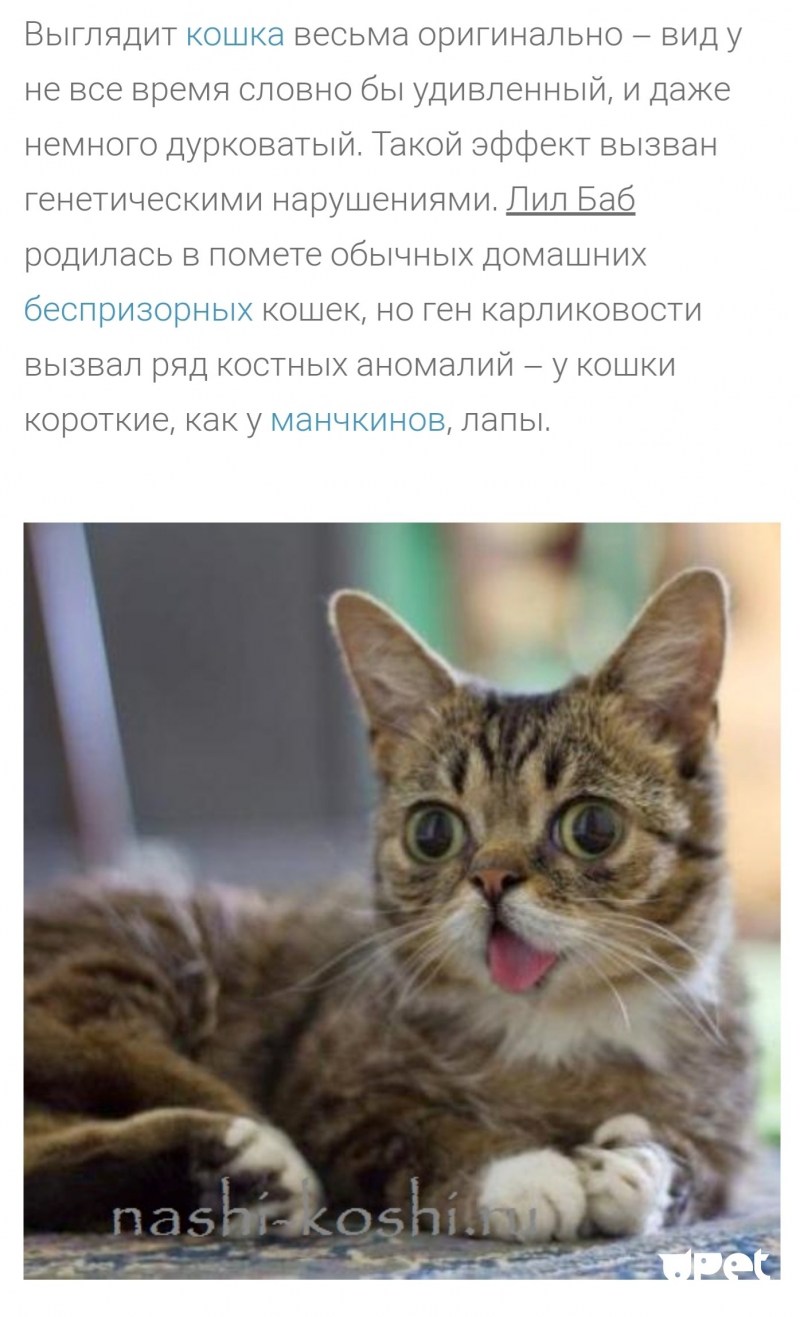Косые котята