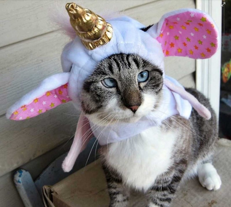 Косой милый кот