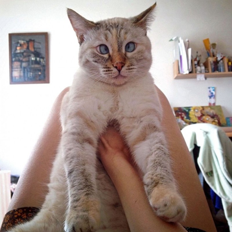Кошечка с косичками
