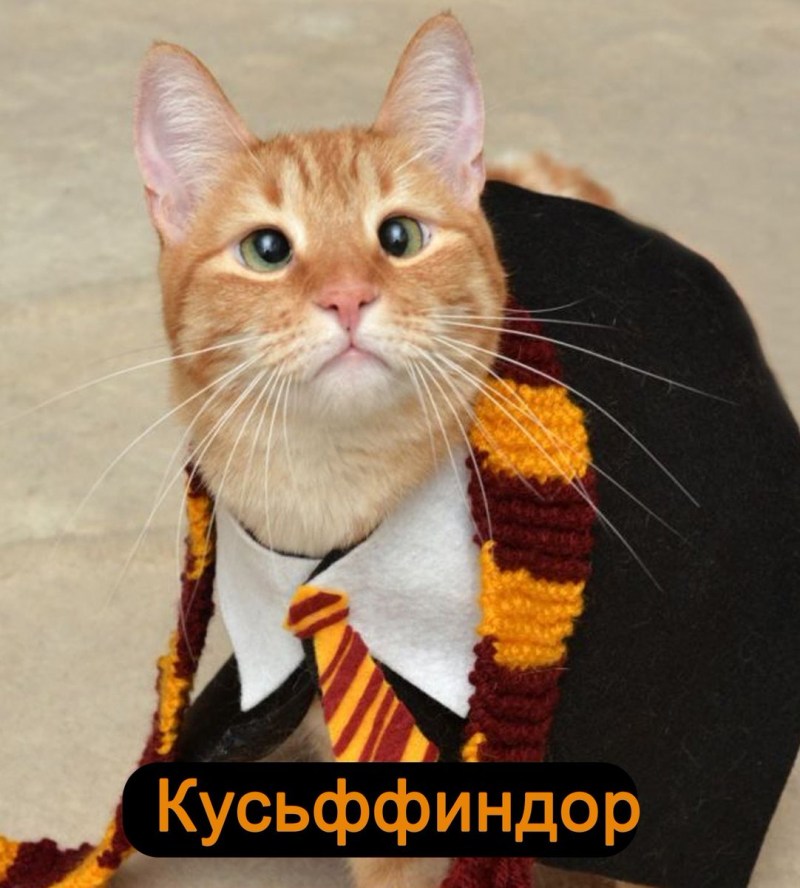 Косоглазый кот Джарвис