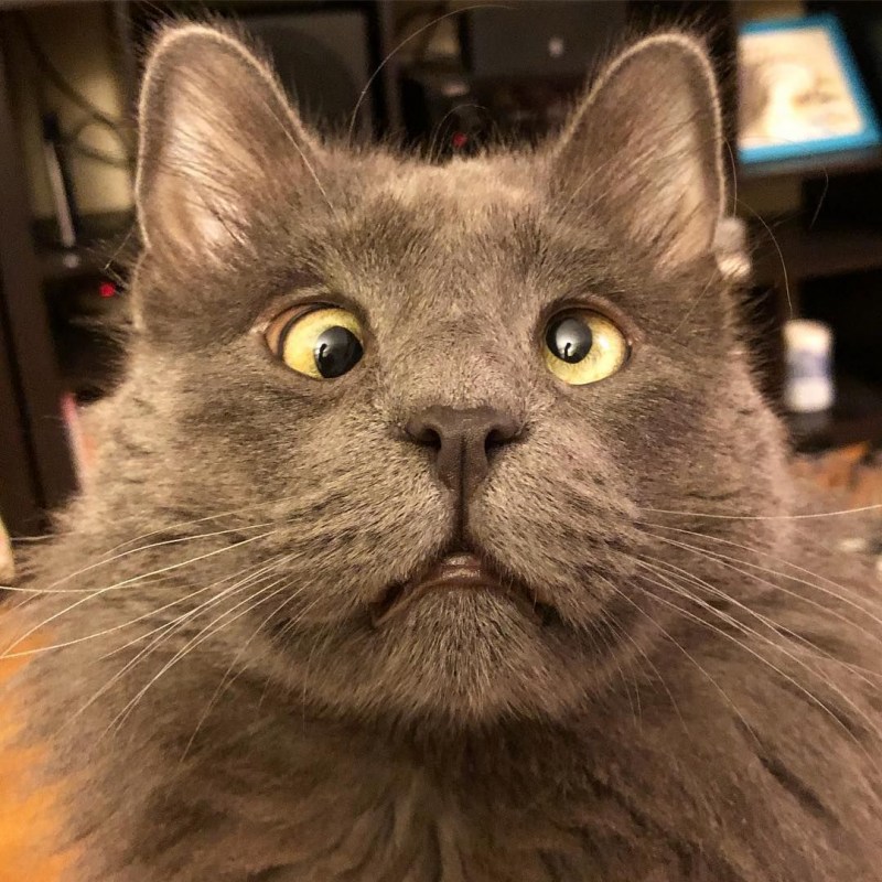 Косой кот