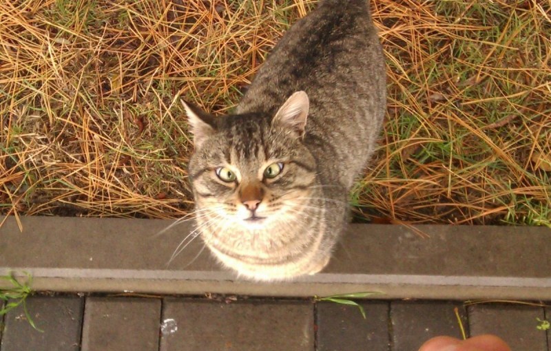 Кот Беларусь с косыми глазами