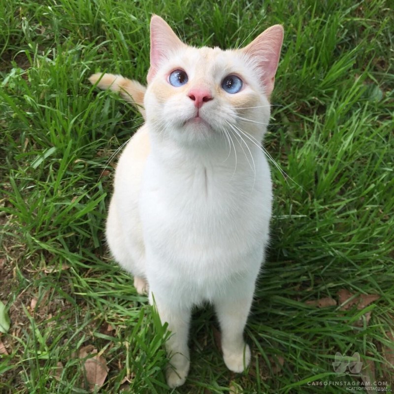 Косые коты