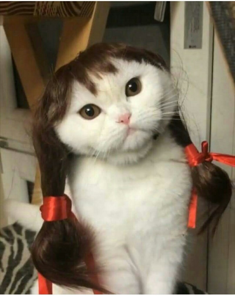 Кот с косичками