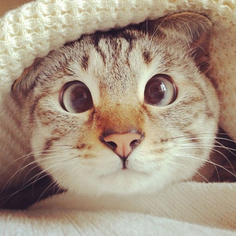 Мемы с котами