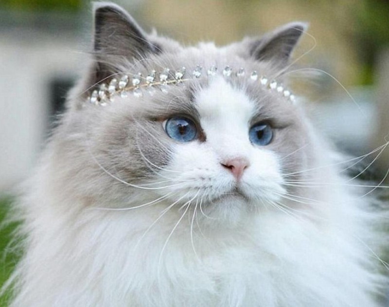 Кошка Аврора Рэгдолл
