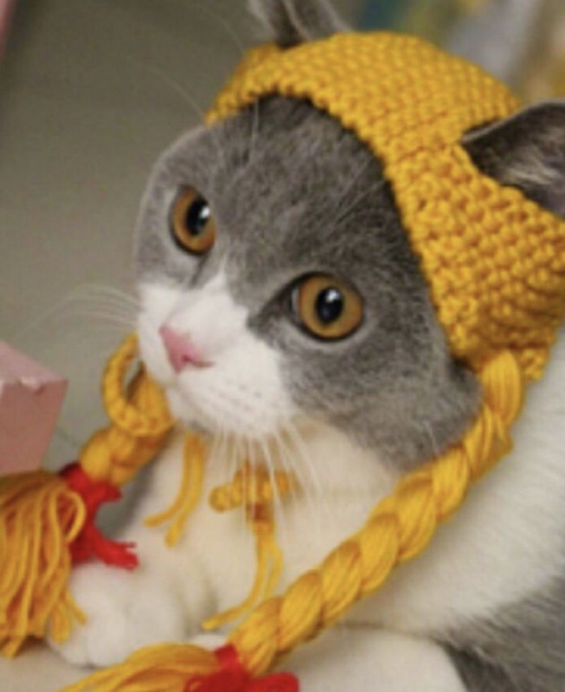 Кот в шапке