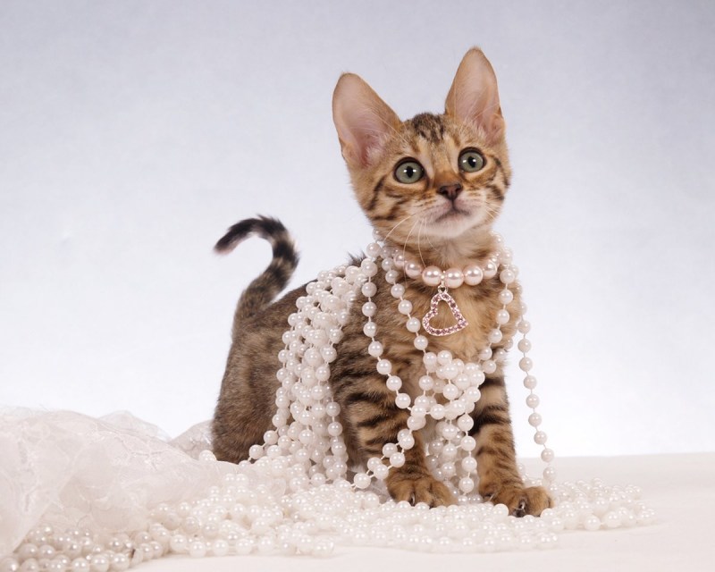 Кошка в бусах