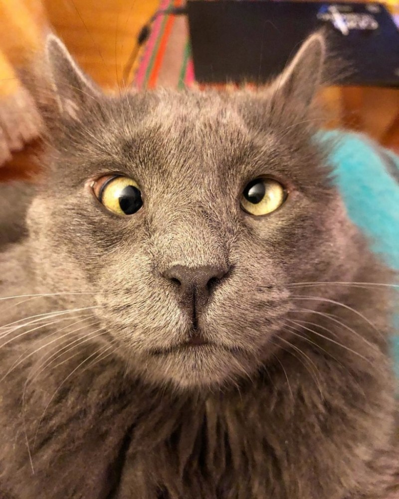Кот Федор Михалыч