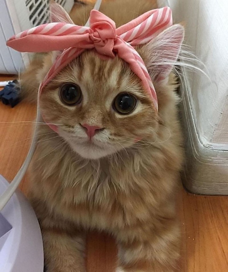 Фантики с кошками