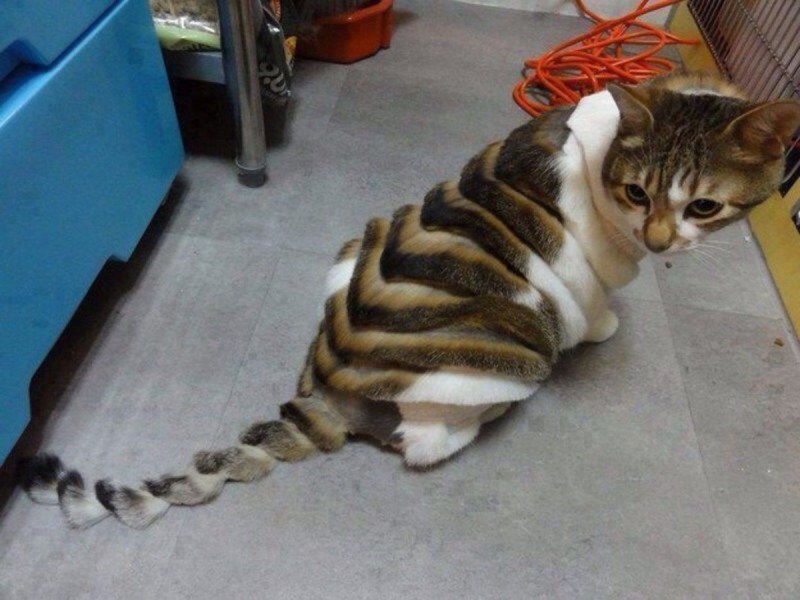 Необычные стрижки кошек