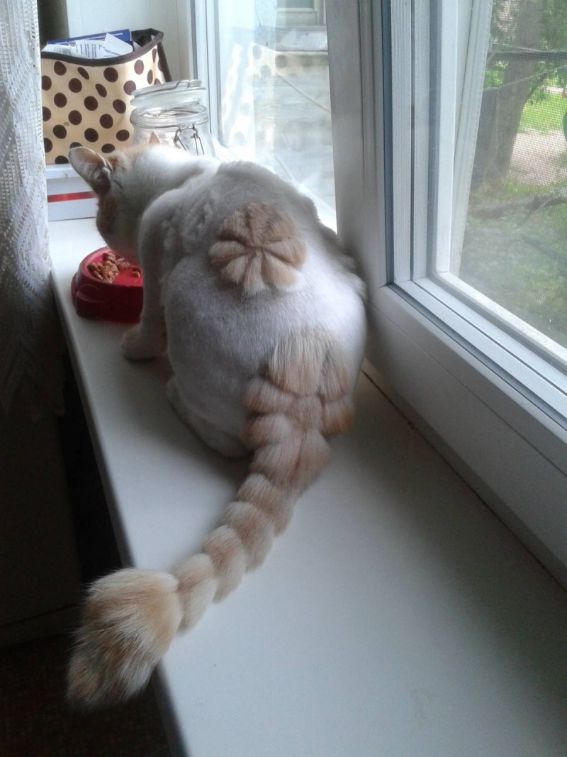 Стрижка котов