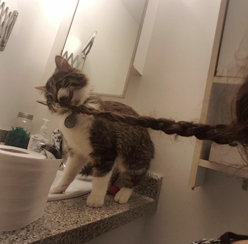 Смешные большие коты