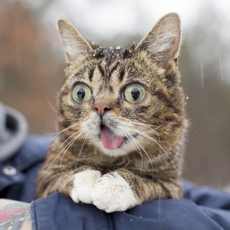Котик с косыми глазами