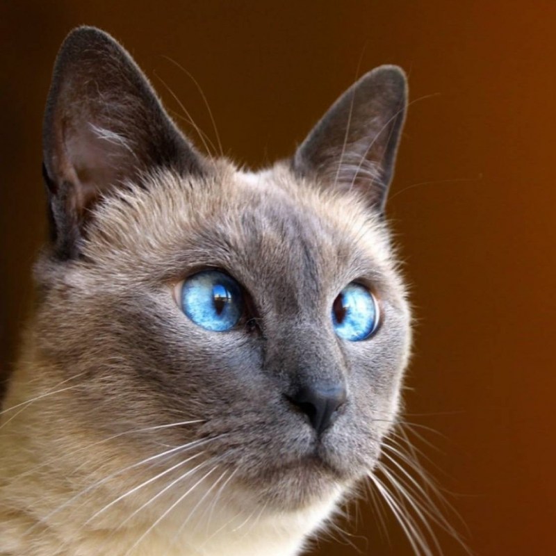 Сиамская кошка