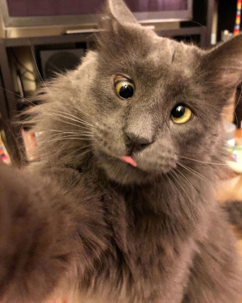 Косой кот