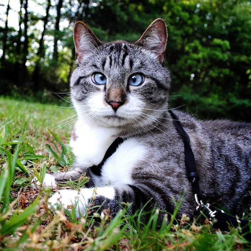 Косой кот