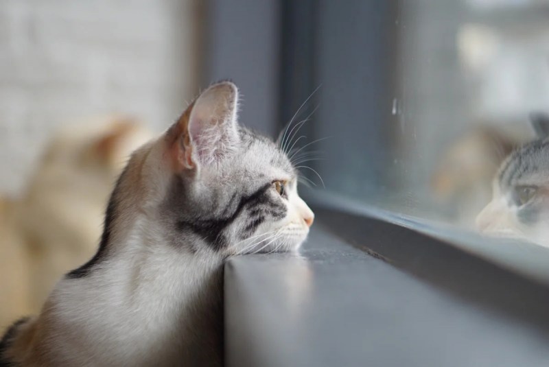 Котэ скучает
