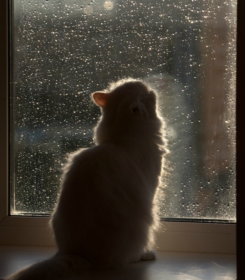 Кот окно дождь