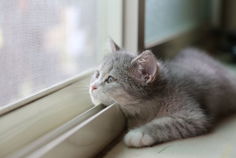 Котенок грустит