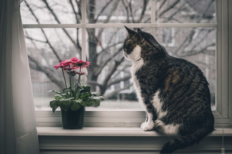Кот на подоконнике