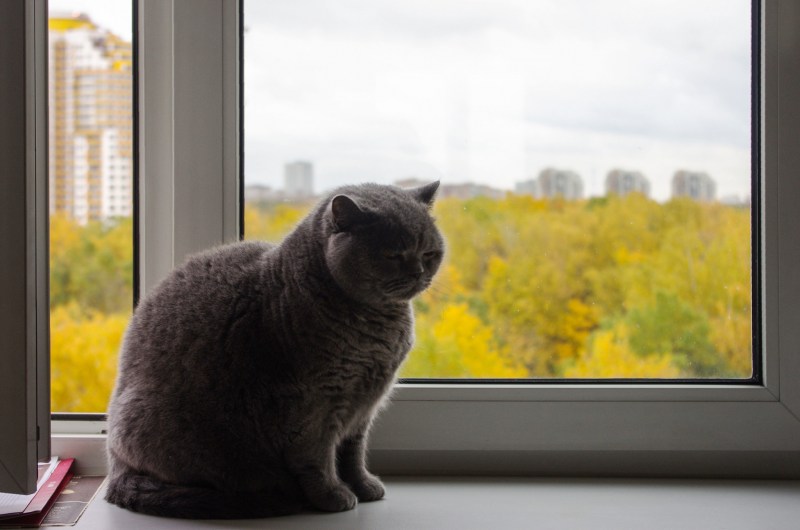 Котик на подоконнике