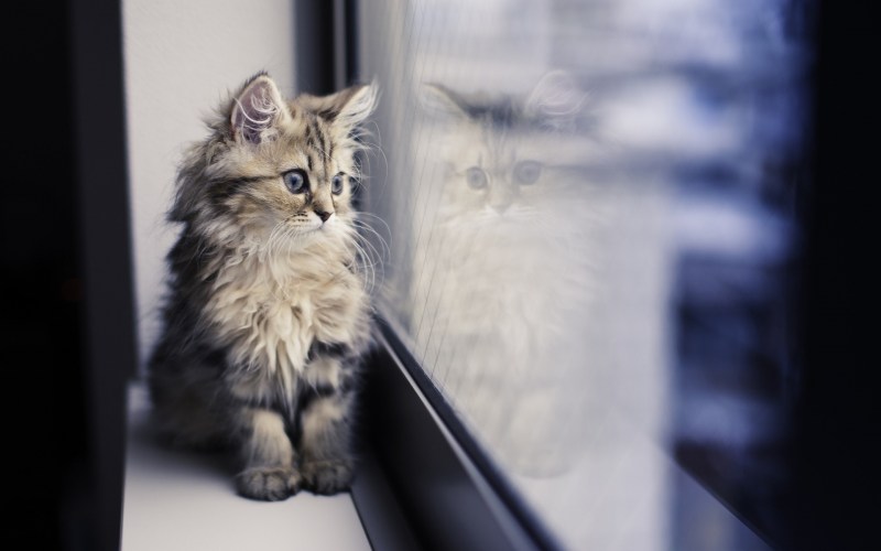 Котенок на подоконнике