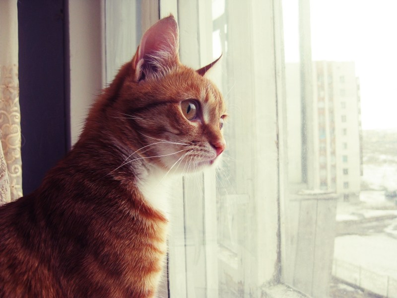 Любопытный кот
