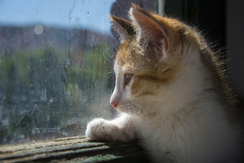 Кот грустит