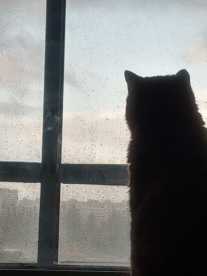 Кот окно дождь