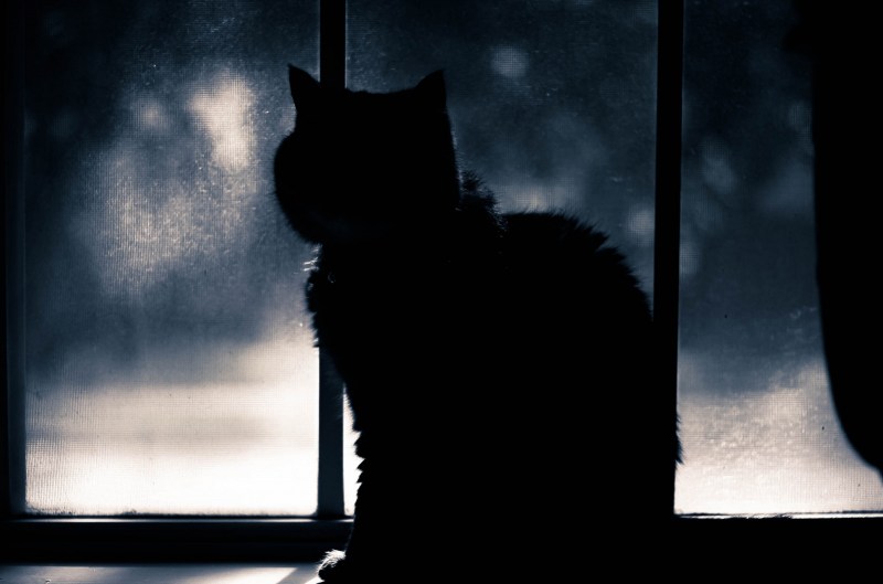 Одинокий кот