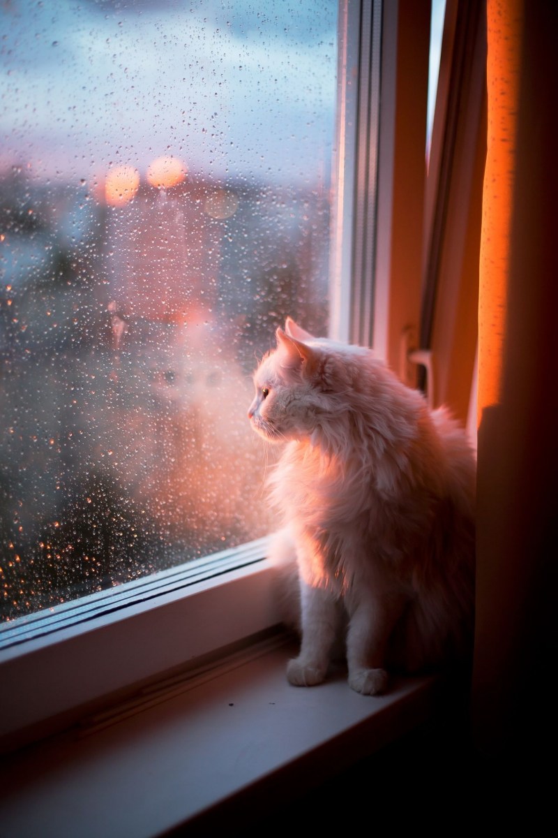 Котенок на окошке