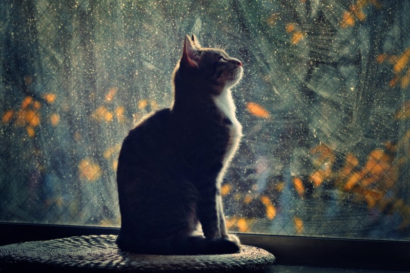 Кот на окне