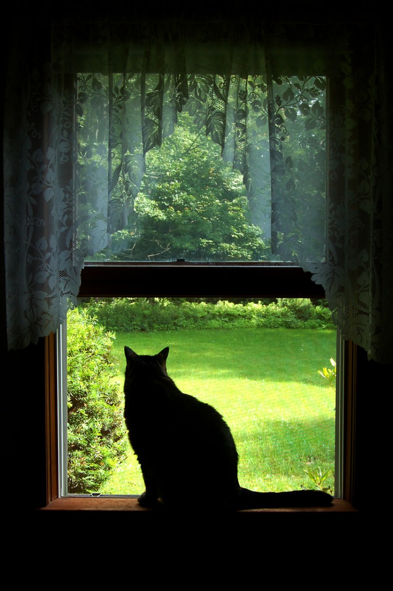 Кот на окне
