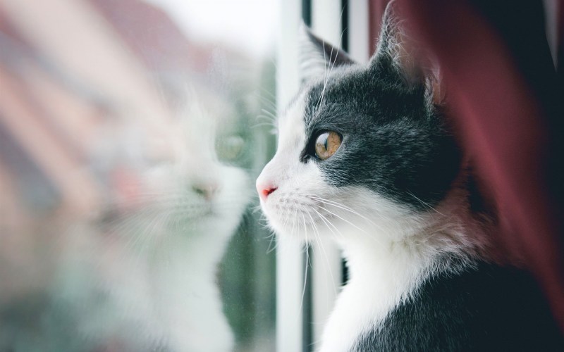 Белая кошка ждет