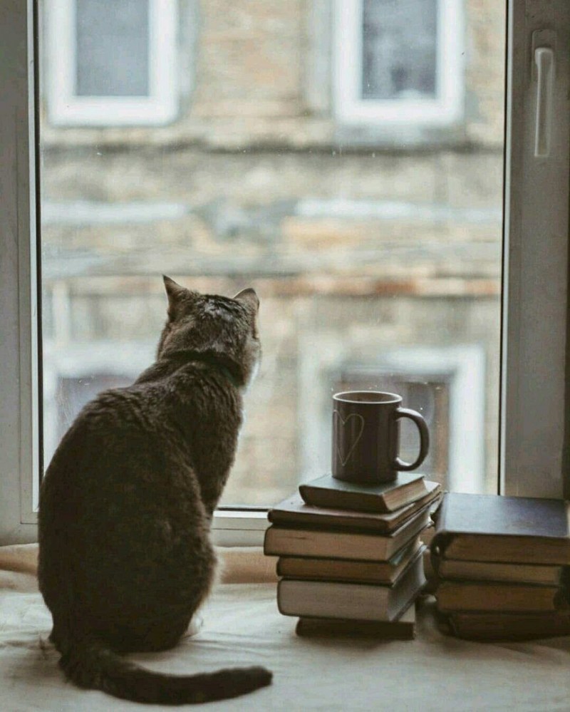 Кот на окне