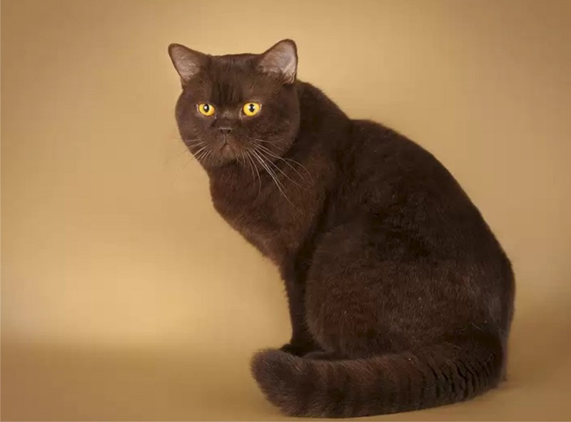 Шотландский скоттиш циннамон