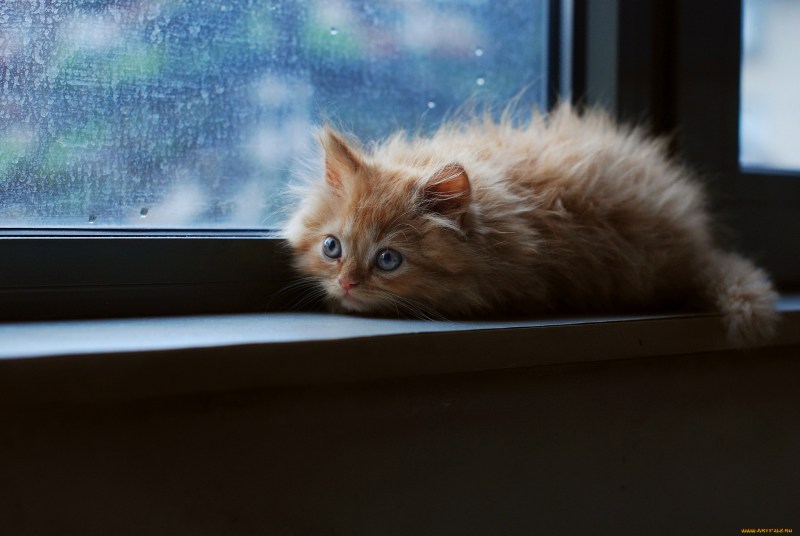 Котенок на подоконнике