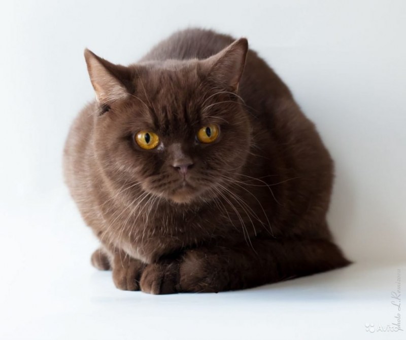 Котята шоколадного окраса