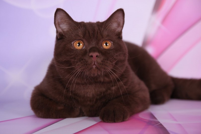 Британский кот шоколадный