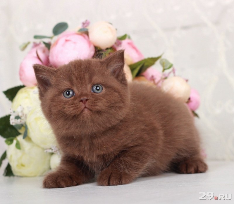 Шоколадный британец котенок