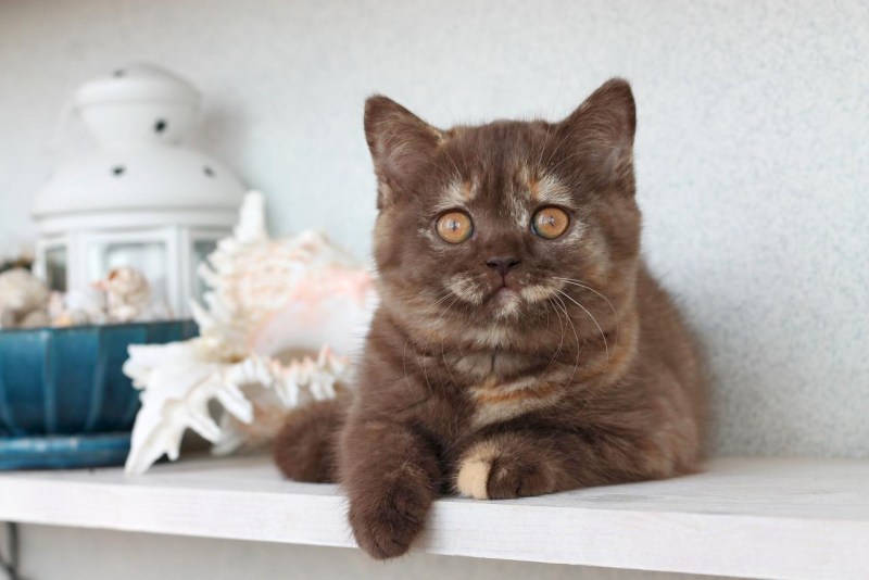 Шоколадные коты