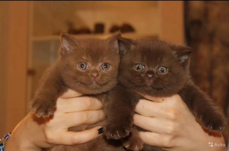 Шотландская котенок прямоухая шоколад